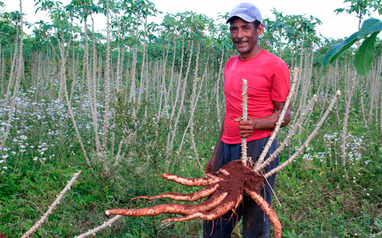 En la finca La Papaya, la producción de alimentos asegura los abastecimientos a comedores y comunidades. (Foto: Luis Machado Ordetx)