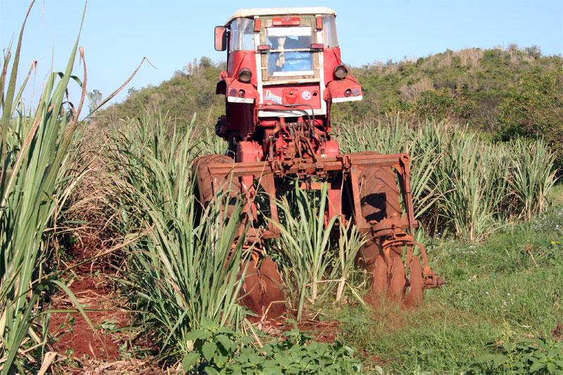 Labores de recuperación de plantaciones cañeras.