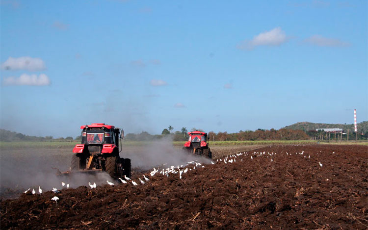 La preparación de tierra constituye una actividad sistemática para consolidar los avances del sector. (Foto: Luis Machado Ordetx)