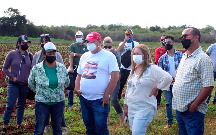 Yudí Rodríguez Hernández, primera secretaria del Partido, recorrió plantaciones cañeras en Remedios, y constató los cambios trazados por el sector. (Foto: Luis Machado Ordetx)