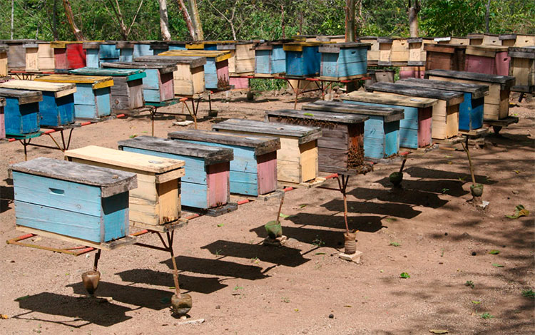 Centro ecológico de crí­a de abejas, en Mataguá, Villa Clara.