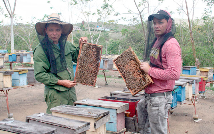 Jacinto Cruz y Manuel íguila, trabajadores del único Centro de Crí­a de Abejas Reinas de tipo ecológico existente en la provincia. 