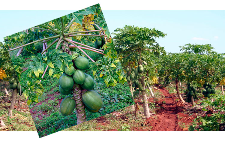 Cultivo de fruta bomba en la finca La Papaya, en Caibarién.