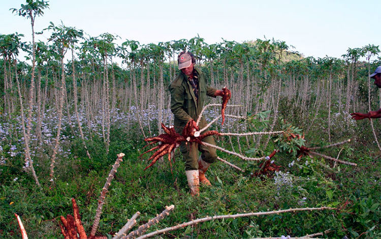 Producción de yuca en la finca La Papaya, en Caibarién.