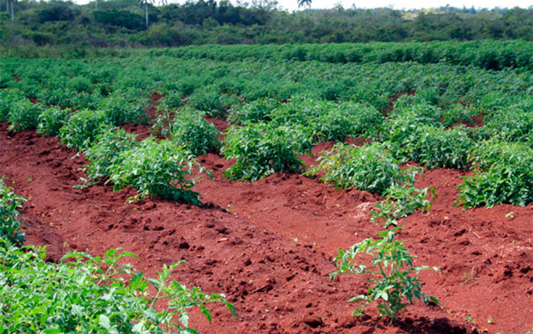 Siembra intensiva de tomate en la finca La Papaya, en Caibarién, Villa Clara.