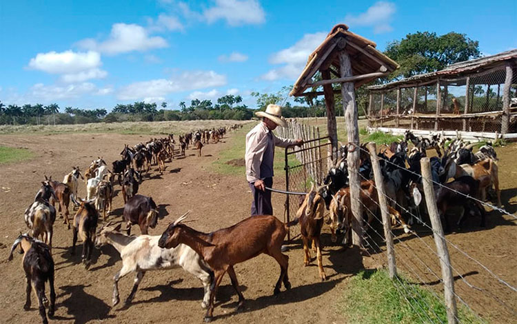 Crí­a de cabras en Villa Clara.