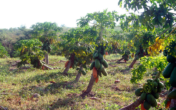 Campo de fruta bomba en tierras del productor Raidel Garcí­a Dí­az, 