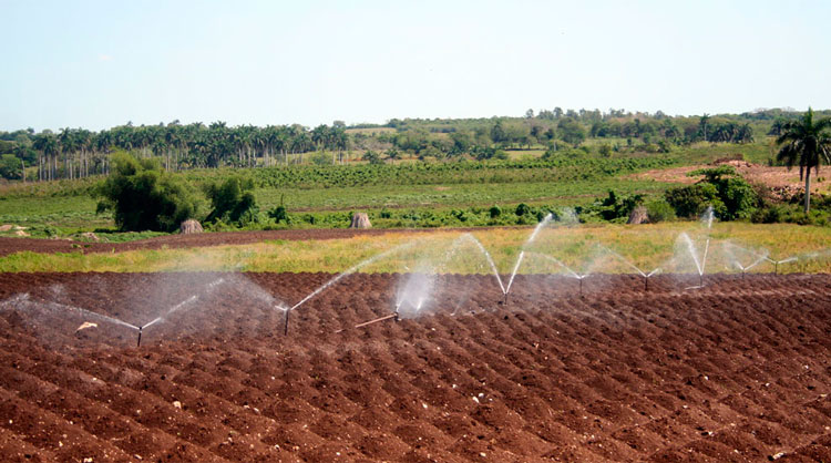 Área de cultivo con regadío en Camajuaní, Villa Clara, Cuba.