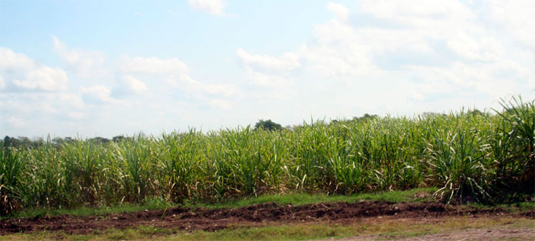 Atención a las plantaciones de caña.