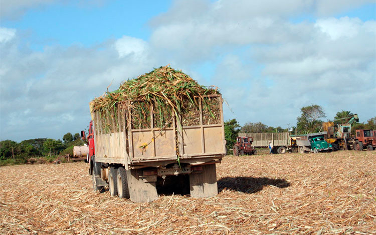 Camiones de tiro de caña.