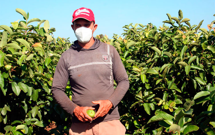 Abel González López, campesino de Remedios, apuesta por la sustitución de importaciones y ventas sistemáticas de cultivos varios. (Foto: Luis Machado Ordetx)