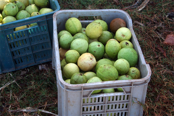 Acopios frescos de guayaba se incluyen en ventas directas a instalaciones del turismo y el consumo social del municipio. (Foto: Luis Machado Ordetx)