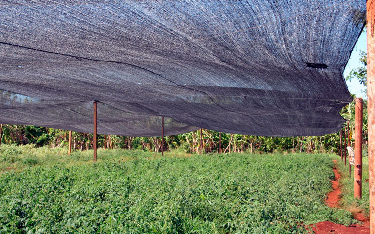 írea de cultivo semiprotegido para siembras de vegetales, una garantí­a en la producción anual y las cosechas. (Foto Luis Machado Ordetx)