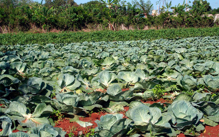 Campo de col, en cosecha, para ventas frescas y la industria conservera. (Foto: Luis Machado Ordetx)