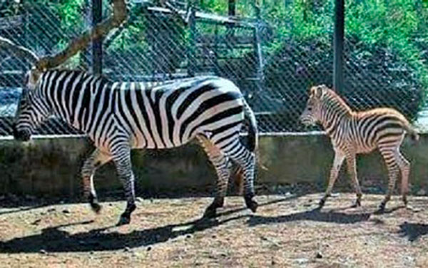 Cebra con su cría nacida en el zoológico de Santa Clara.