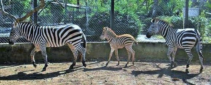 Cebras en el zoológico de Villa Clara.