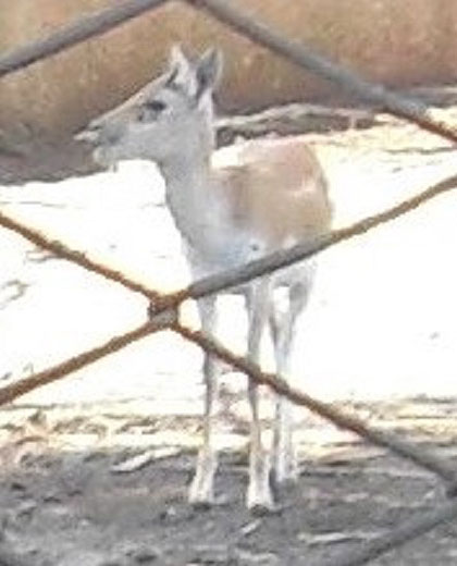 Ejemplar nacido en el Parque Zoológico de Villa Clara.