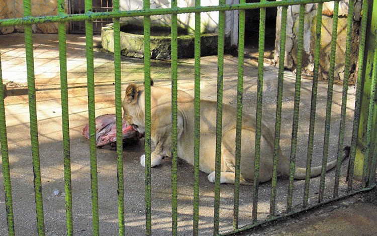 León en el Parque Zoológico de Villa Clara.