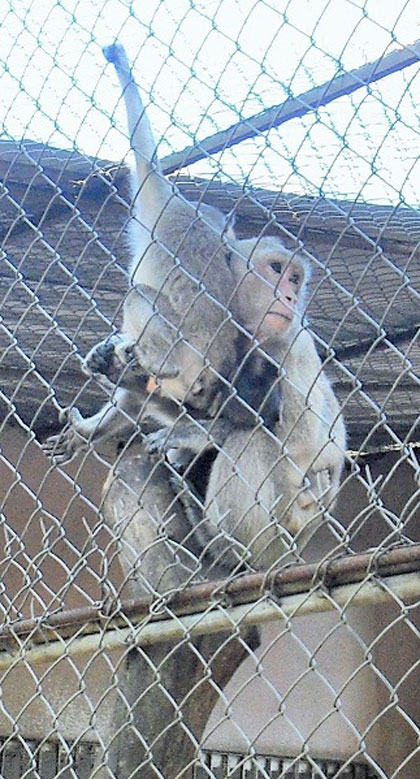 Mona parida en el Parque Zoológico de Villa Clara.