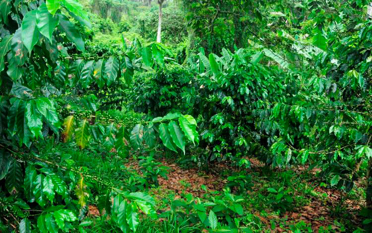 Cafetal en Manicaragua, Cuba.