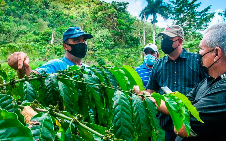 Visita al productor cafetalero Modesto Robaina.