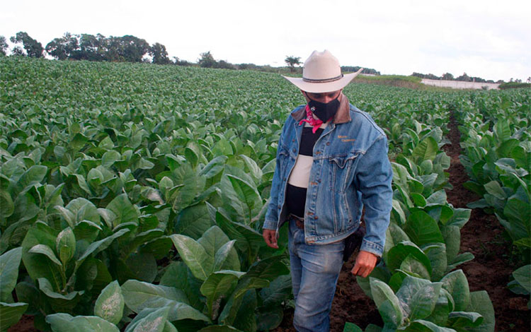 Cultivo de tabaco en Villa Clara, Cuba.