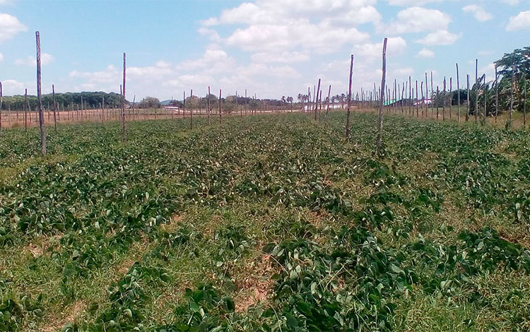 Plantación de abono verde.