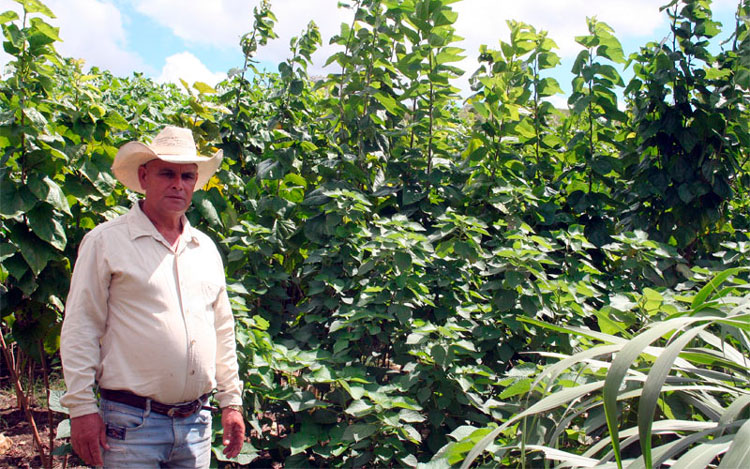 Monguín, junto al jardín de variedades de plantas proteicas destinadas a la alimentación animal. (Foto: Luis Machado Ordetx)