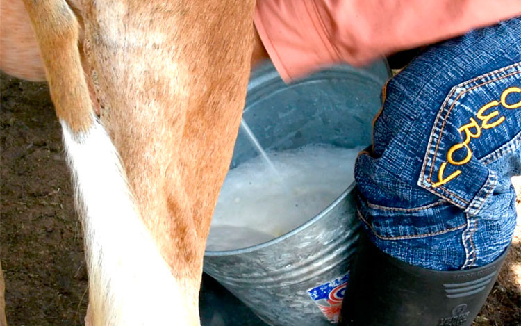 En producciones de leche y carne están los resultados evidentes del necesario rescate de la cultura ganadera. (Foto: Luis Machado Ordetx)