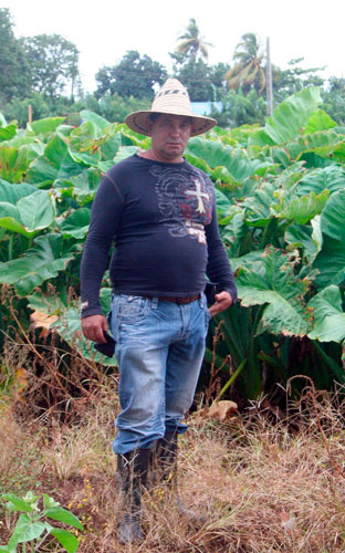 Raúl Concepción Alfaro, campesino integral, combina la siembra de cultivos varios con la producción lechera. (Foto: Luis Machado Ordetx)