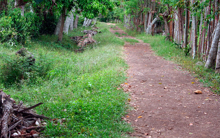 Purgas de cosechas en la finca.