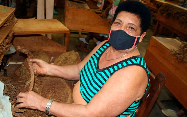 Reina Colina Argüelles declaró un inmenso placer en su labor como despalilladora. (Foto: Luis Machado Ordetx)