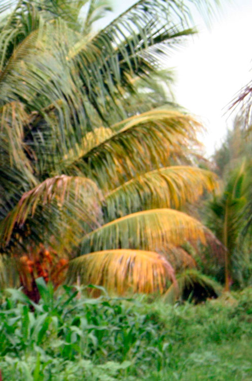 El intercalamiento de cultivos contribuye a la elevación de los rendimientos agrí­colas. (Foto: Luis Machado Ordetx)