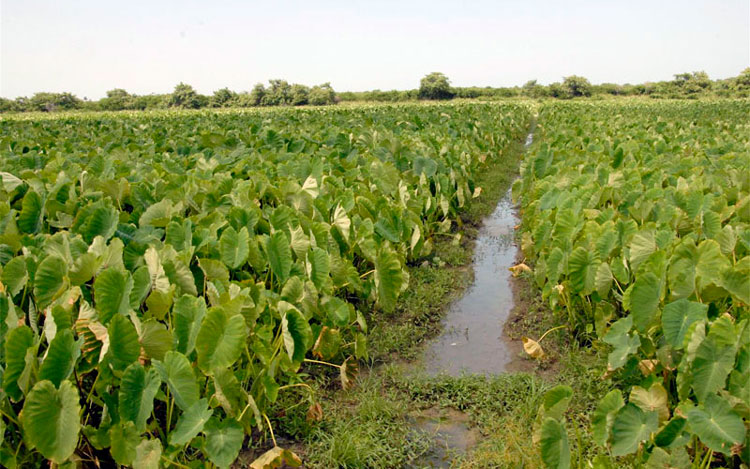 El cultivo de malanga, junto a otras viandas y vegetales, también se extiende por la geografía de Caibarién. (Foto: Luis Machado Ordetx)