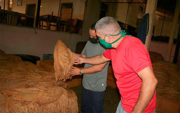 Antonio Subí Pérez realiza el control de la calidad de la hoja de tabaco.