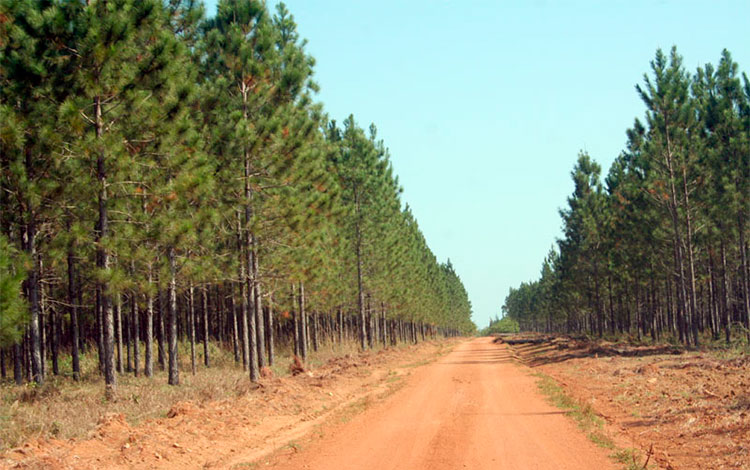 Bosque en Villa Clara.