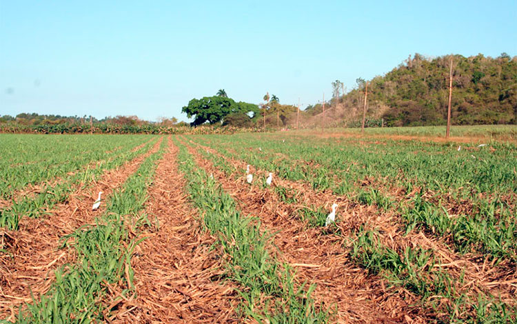 Cobertura de paja en los campos de caña.