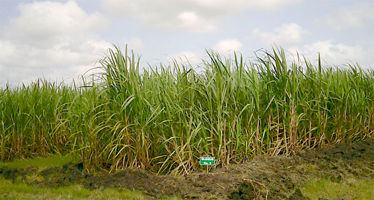 Sistema de producción de semilla categorizada.