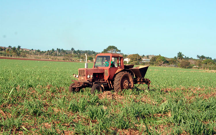 Atención cultural a las plantaciones de caña.