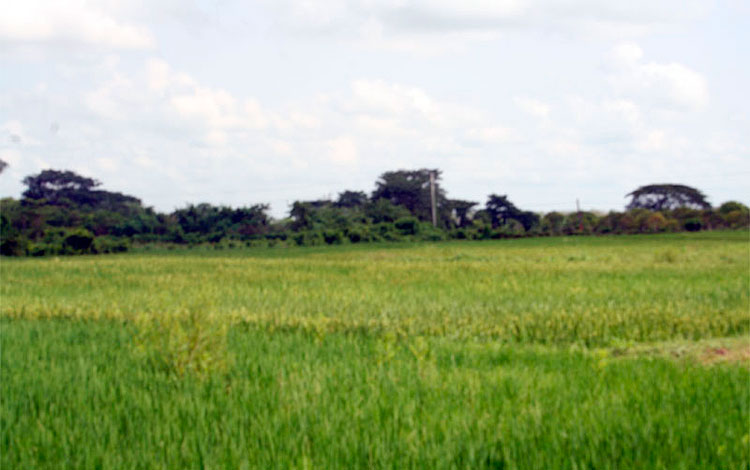 Cultivo de granos en la UBPC Carlos Manuel de Céspedes, en Ranchuelo.