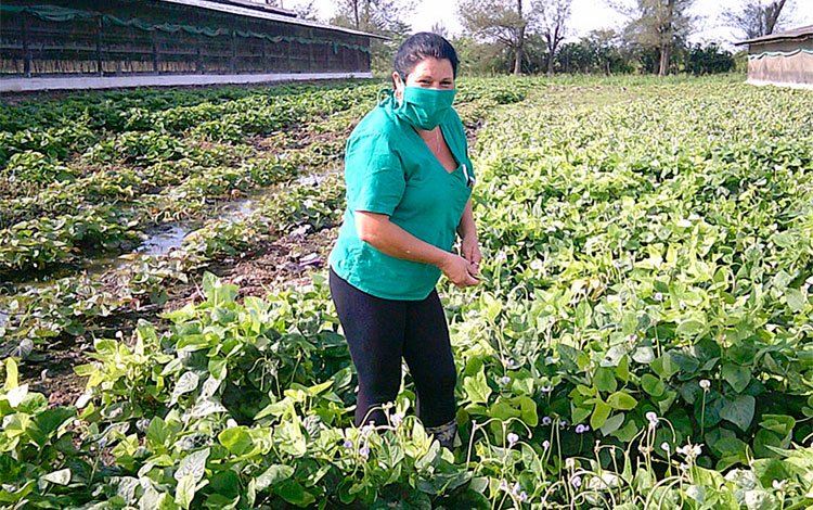 Administradora Neldys Romero en área cultivada en la granja Marrero.