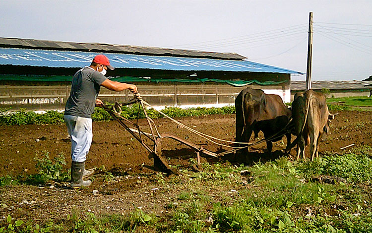 Empleo de la tracción animal en áreas intercaladas entre naves de producción avícola.