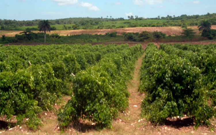 Siembra de ñame en Camajuaní­, Villa Clara.