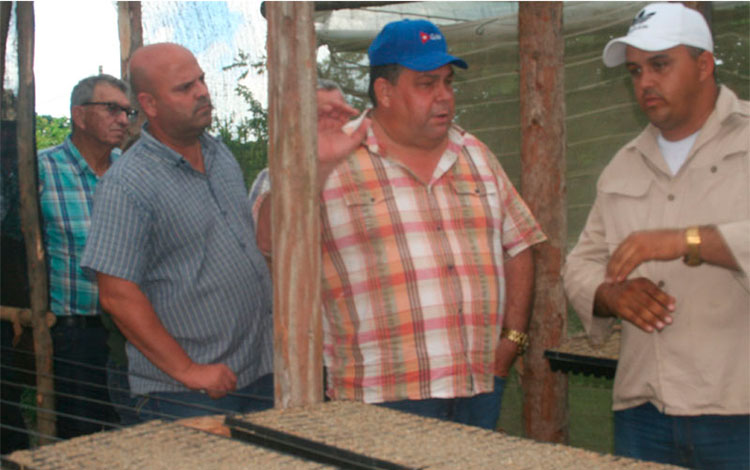 Noel Rolando Bení­tez Fernández, mayor cosechero de tabaco tapado de Cuba.