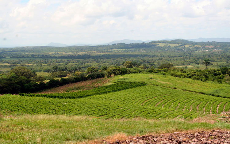 Valle de Camajuaní.