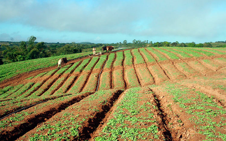 Semillero tradicional de tabaco.