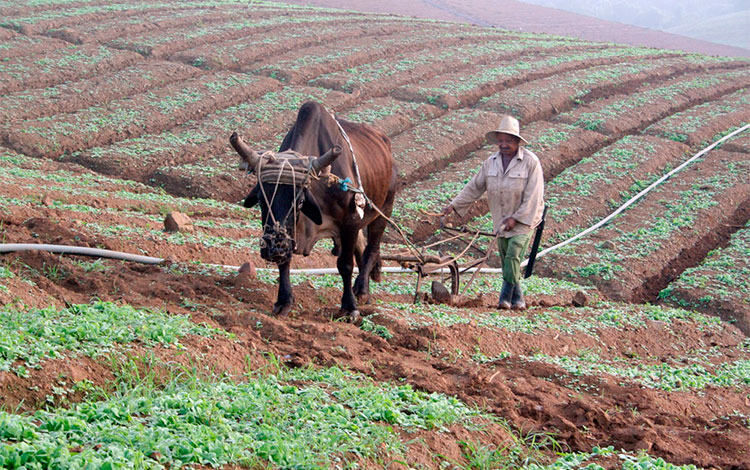 Uso de la tracción animal en los semilleros de tabaco.