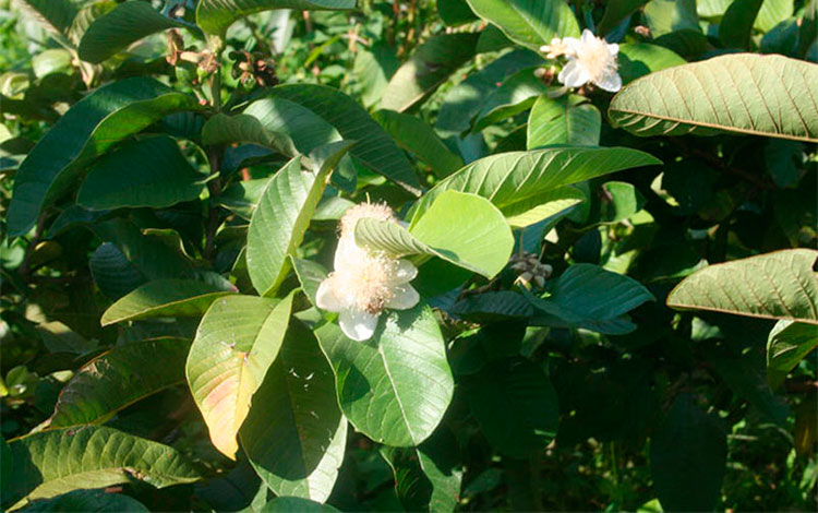 Cultivo de guayaba enana.