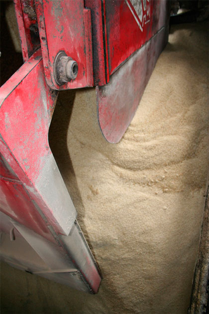 Producción de azúcar refino en la refinerí­a Chiquitico Fabregat.