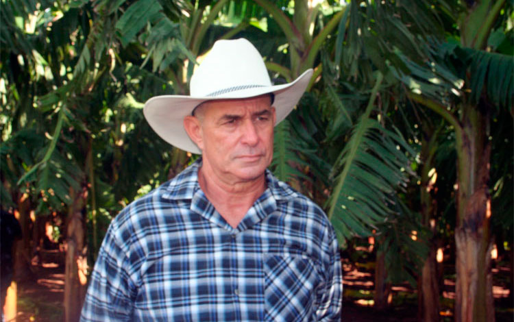 Jorge Mazo Jáuriga, ingeniero agrónomo y campesino productor de plátanos en Santo Domingo.